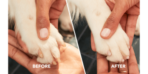 Dremel 7760-PGKD Deluxe Pet Nail Trimming Kit